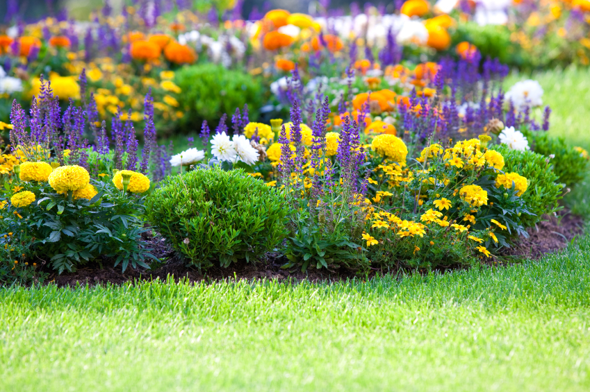 multicolored flowerbed on a lawn multicolored flowerbed on a lawn