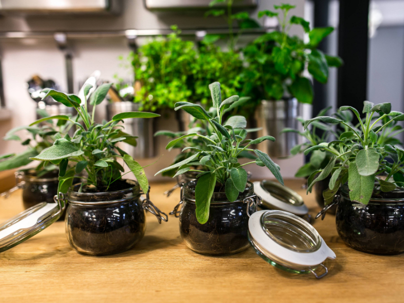 Herbs in kitchen area