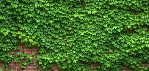 Ivy climbing up a wall
