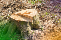 How To Remove Tree Stumps