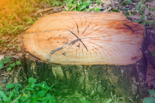 Tree Stump Removal Costs